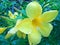 Yellow Allamanda flower