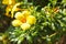 Yellow allamanda flower golden trumpet vine blooming