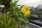 Yellow allamanda flower in the rooftop garden, rain drop in the leaf, medicinal plant