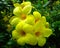 Yellow allamanda flowers