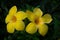 The yellow allamanda flowers with green background