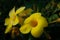 The yellow allamanda flowers with the soft sunshine in evening time