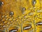 Yellow alligator skin texture