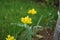The yellow Allium moly blooms in the garden in June. Berlin, Germany