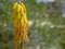 Yellow aloe vera bloom