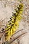 Yellow Aloe Vera flowers across the centerline. Soil/rock background