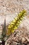 Yellow Aloe Vera inflorescence with a rock background