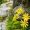 Yellow alpine flower