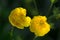Yellow alpine flower