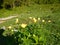 Yellow alpine flower in blosom