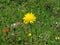 Yellow alpine flower with green grass boke background