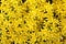 Yellow alpine flowers texture background