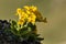 Yellow alpine primula flowers