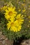 Yellow Alpine Sunflower