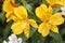 Yellow alstroemeria