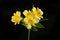 Yellow alstroemeria against black