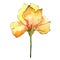 Yellow alstroemeria. Floral botanical flower. Wild spring leaf wildflower isolated.