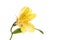 Yellow Alstroemeria flower