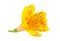 Yellow Alstroemeria flower head