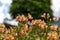 Yellow Alstroemeria flower, Peruvian lily