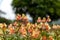 Yellow Alstroemeria flower, Peruvian lily