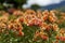 Yellow Alstroemeria flower, Peruvian lily