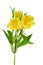 Yellow alstroemeria flower on white background isolated close up, three lily flowers on one branch with green leaves