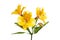 Yellow Alstroemeria flowers