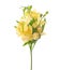 Yellow Alstroemeria isolated on white background