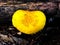 A yellow amanita muscaria growing inside Mount Willard Trail