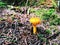 A yellow amanita muscaria growing inside Mount Willard Trail