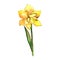 Yellow amaryllis. Floral botanical flower. Wild spring leaf wildflower isolated.