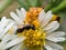 Yellow Ambush Bug Eats Wasp on white aster