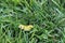Yellow American Dagger Moth caterpillar