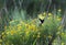 Yellow American Goldfinch and wildflowers, Walton County, Georgia USA