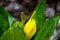 Yellow American western skunk cabbage, swamp lantern Lysichito