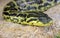 Yellow Anaconda 2
