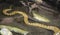 The yellow anaconda & x28;Eunectes notaeus