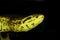 YELLOW ANACONDA eunectes notaeus, HEAD OF ADULT