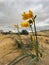 Yellow Ananuca shines in the middle of the Atacama desert