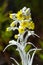 Yellow andean flower in Cajas National Park Azuay