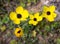 Yellow anemone coronaria wild flower