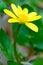 Yellow anemone flower