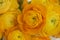Yellow anemone flower bouquet