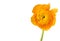 Yellow anemone flower isolated