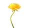 Yellow anemone flower on white.