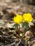 Yellow anemone flowers