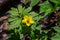 yellow anemone, yellow wood anemone, or buttercup anemone, in latin Anemonoides ranunculoides or Anemone ranunculoides