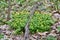 Yellow Anemones (Anemonoides ranunculoides) growing around large branch along woodland hiking trail