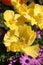 Yellow Anemones Flowers in a Garden